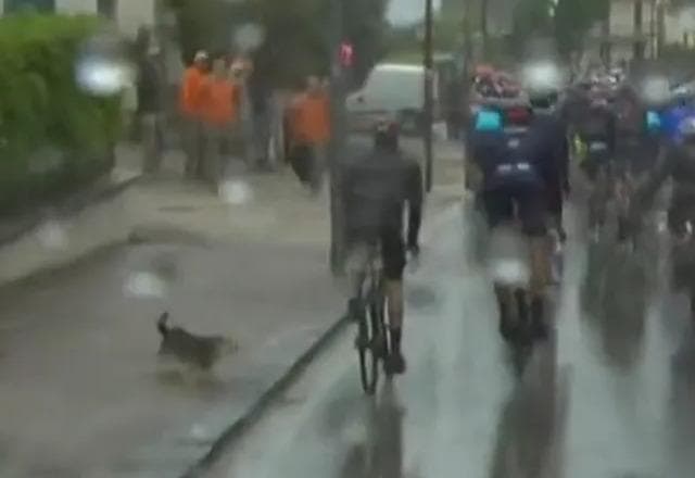 Campeão mundial é derrubado por cachorro em prova de ciclismo; veja