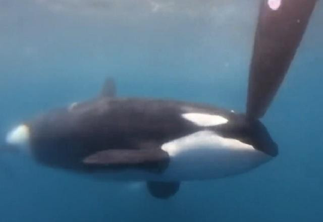 Imagem da noticia Orcas atacam barcos durante Ocean Race, maior prova de vela do mundo