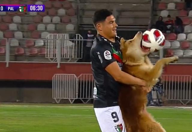 Imagem da noticia Cachorro caramelo invade campo e vira destaque no Campeonato Chileno; veja!