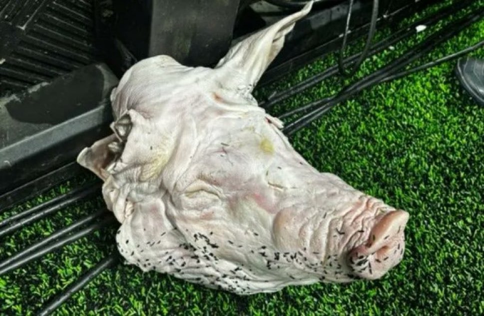 Imagem da noticia Torcedor é condenado por atirar cabeça de porco em clássico entre Corinthians e Palmeiras