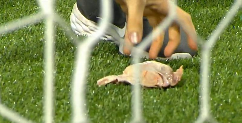 Imagem da noticia Torcida do Palmeiras arremessa cabeças de galinhas no gramado durante jogo contra Corinthians