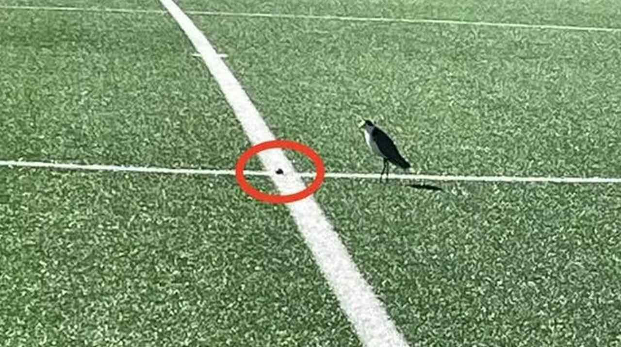 Imagem da noticia Campo de futebol é interditado por casal de aves que fez ninho na linha central